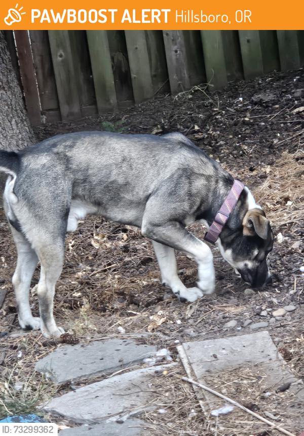 Found/Stray Male Dog last seen By the mail boxes, Hillsboro, OR 97124
