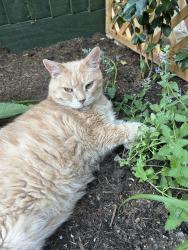 Reunited Male Cat last seen Riverside/Oatlands park, Oxfordshire, England OX2 0HT