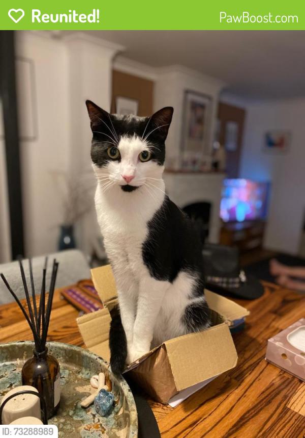 Reunited Male Cat last seen Watermans arms pub Wouldham, Wouldham, England ME1 3GP