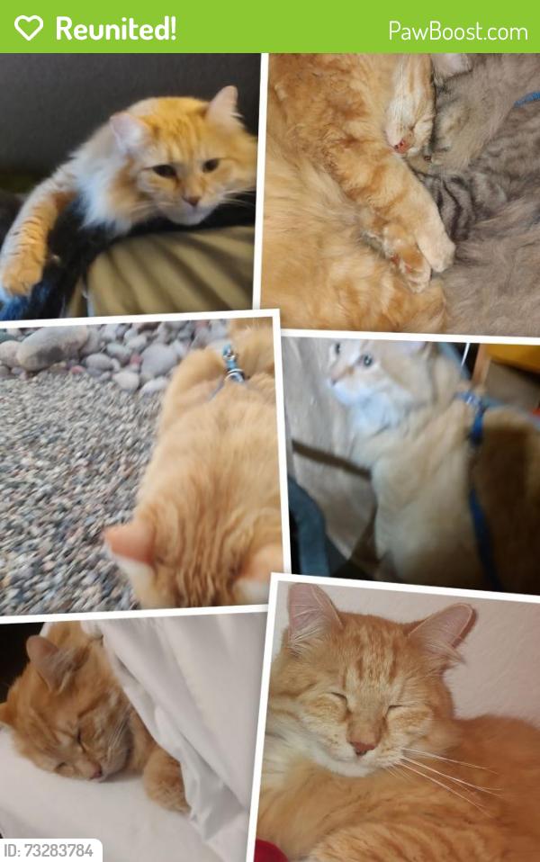 Reunited Male Cat last seen Ganesha park, Pomona, CA 91768