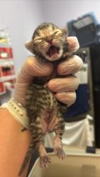 Shelter Stray Male Cat last seen Bexar County, 3353 Morningside Dr, New Braunfels, TX 78132, USA