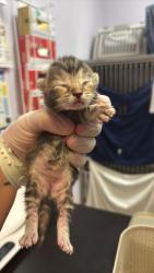 Shelter Stray Female Cat last seen Bexar County, 3353 Morningside Dr, New Braunfels, TX 78132, USA