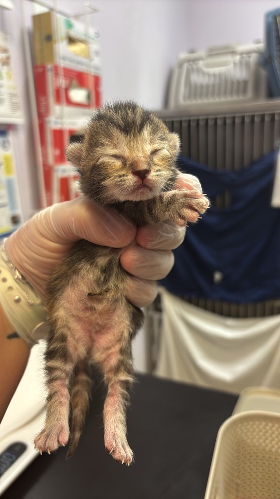 Shelter Stray Female Cat last seen Bexar County, 3353 Morningside Dr, New Braunfels, TX 78132, USA