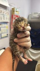 Shelter Stray Male Cat last seen Bexar County, 3353 Morningside Dr, New Braunfels, TX 78132, USA