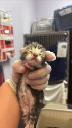 Shelter Stray Female Cat last seen Bexar County, 3353 Morningside Dr, New Braunfels, TX 78132, USA