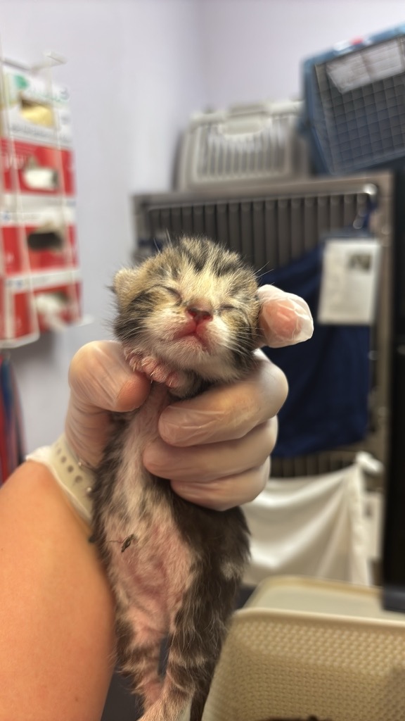 Shelter Stray Female Cat last seen Bexar County, 3353 Morningside Dr, New Braunfels, TX 78132, USA