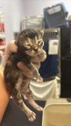 Shelter Stray Female Cat last seen Bexar County, 3353 Morningside Dr, New Braunfels, TX 78132, USA