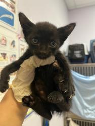 Shelter Stray Male Cat last seen Bexar County, 3353 Morningside Dr, New Braunfels, TX 78132, USA