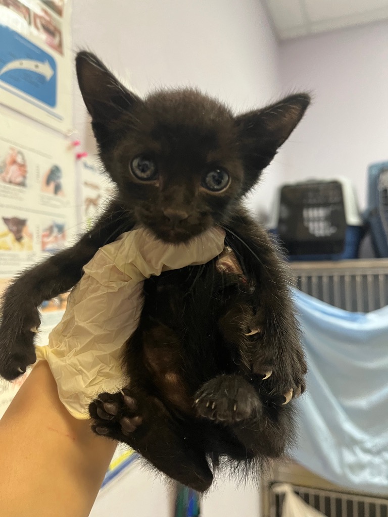 Shelter Stray Male Cat last seen Bexar County, 3353 Morningside Dr, New Braunfels, TX 78132, USA