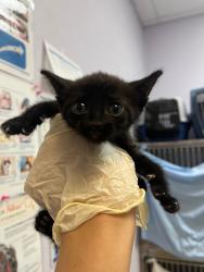 Shelter Stray Female Cat last seen Bexar County, 3353 Morningside Dr, New Braunfels, TX 78132, USA