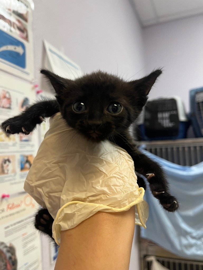 Shelter Stray Female Cat last seen Bexar County, 3353 Morningside Dr, New Braunfels, TX 78132, USA