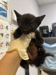 Shelter Stray Male Cat last seen Bexar County, 3353 Morningside Dr, New Braunfels, TX 78132, USA