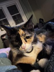 Reunited Female Cat last seen Albert Street Bexley, Bexley, NSW 2207