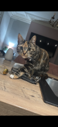 Lost Female Cat last seen S71 5FZ, South Yorkshire, England S71 5FZ