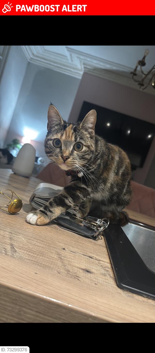 Lost Female Cat last seen S71 5FZ, South Yorkshire, England S71 5FZ