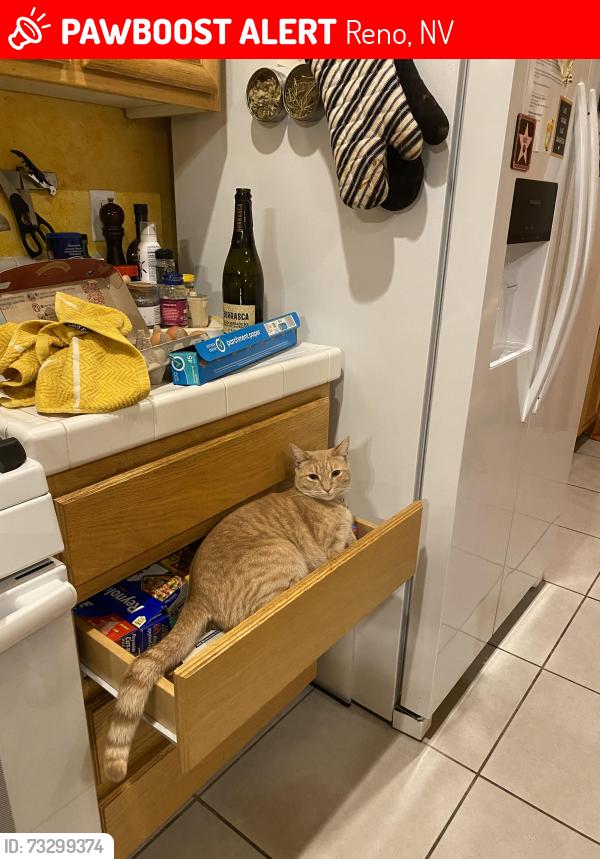 Lost Male Cat last seen Double R, Reno, NV 89521