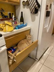 Lost Male Cat last seen Double R, Reno, NV 89521