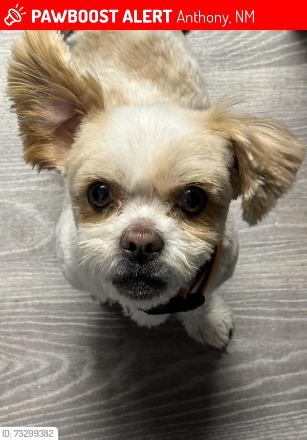 Lost Male Dog last seen Near Deer Circle Anthony NM 88021, Anthony, NM 88021
