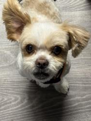Lost Male Dog last seen Near Deer Circle Anthony NM 88021, Anthony, NM 88021