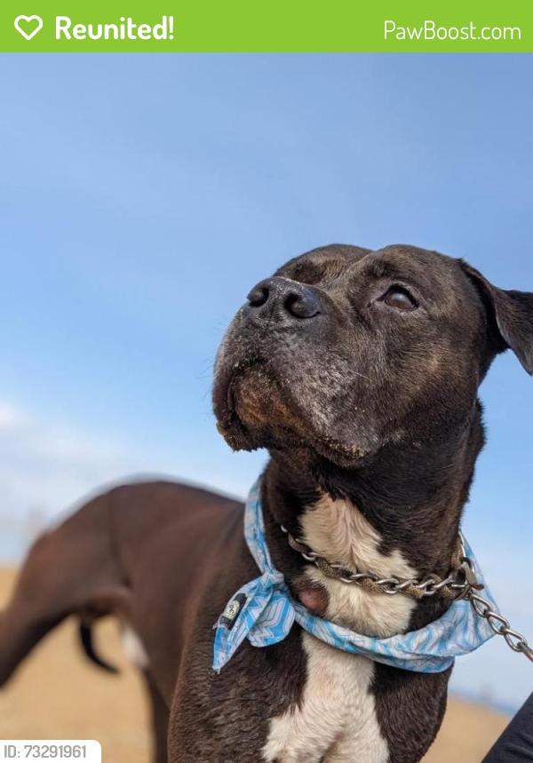 Reunited Male Dog last seen Home, Southway and Ridge, baseball feild, Greenbelt, MD 20770