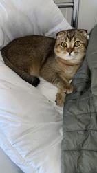 Reunited Male Cat last seen Kingfisher close Bradwell nr31 8lz, Bradwell, England 