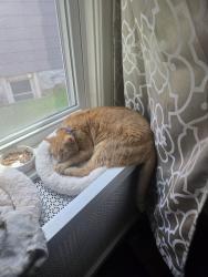 Reunited Male Cat last seen Central, Englewood, NJ 07631