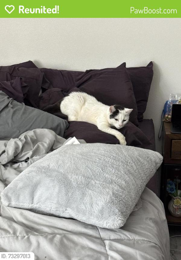 Reunited Female Cat last seen Silver cir, Garden Grove, CA 92843