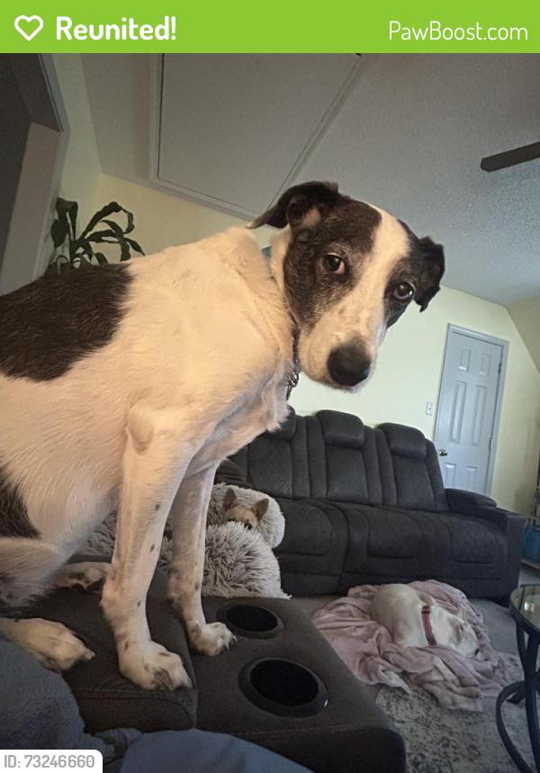 Reunited Female Dog last seen S Sanga Road and Walnut Grove Road, Memphis, TN 38018