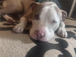 Lost Male Dog last seen Not sure, Steuben Township, PA 16404