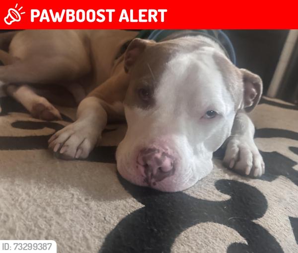 Lost Male Dog last seen Not sure, Steuben Township, PA 16404