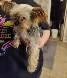 Reunited Unknown Dog last seen Finlee lane and Cool Meadows, Red Oak, TX 75154