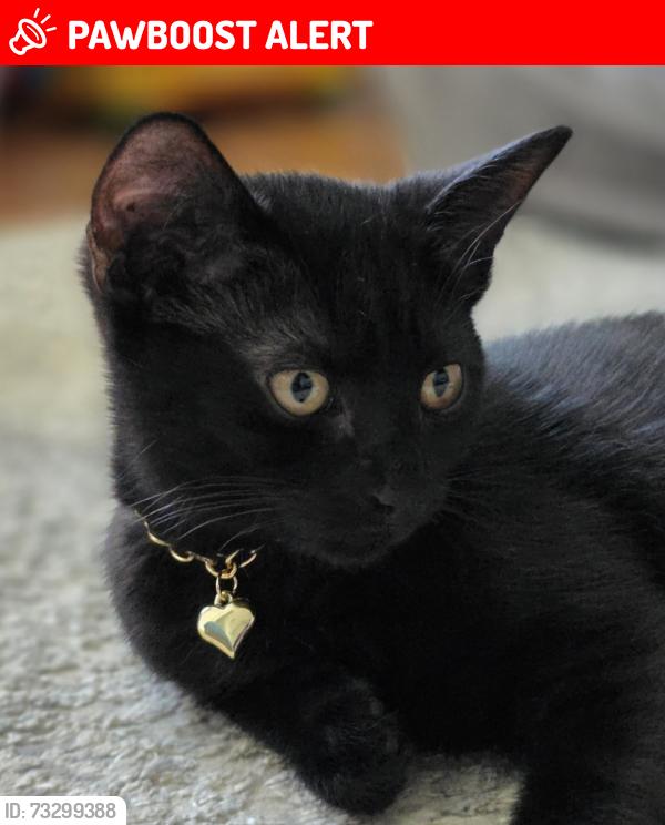 Lost Female Cat last seen Lavender way, North Lincolnshire, England DN15 6BT