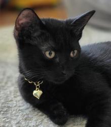 Lost Female Cat last seen Lavender way, North Lincolnshire, England DN15 6BT