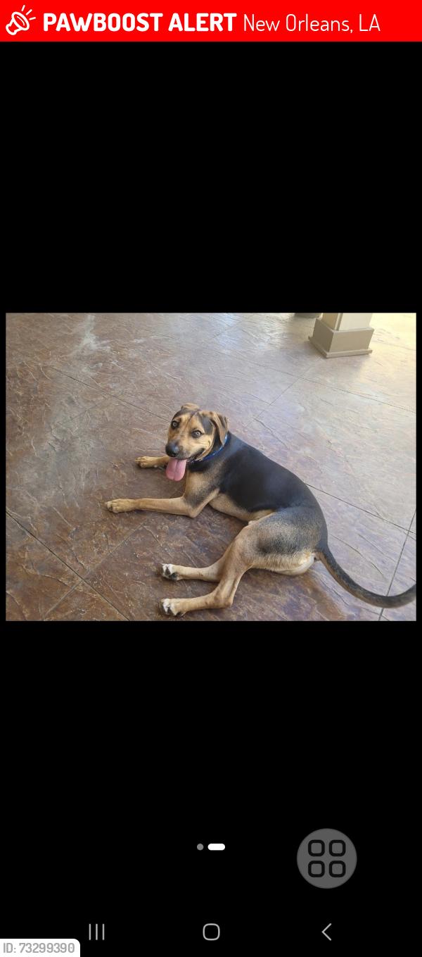 Lost Male Dog last seen Prentiss st, New Orleans, LA 70126