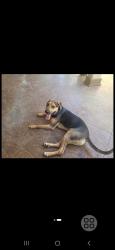 Lost Male Dog last seen Prentiss st, New Orleans, LA 70126