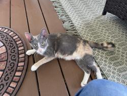 Found/Stray Female Cat last seen Kennebec farms, Willow Spring, NC 27592