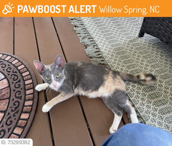 Found/Stray Female Cat last seen Kennebec farms, Willow Spring, NC 27592