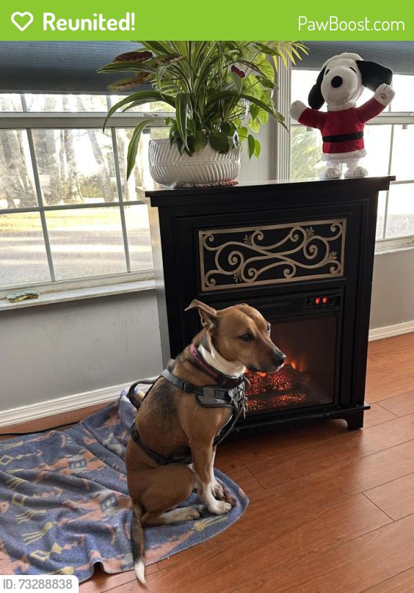 Reunited Male Dog last seen Route 715 & woodland way Brodheadsville, Brodheadsville, PA 18322