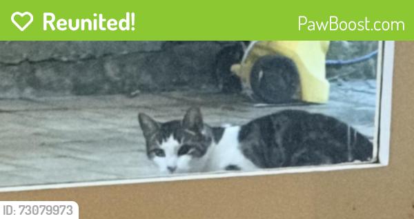 Reunited Unknown Cat last seen Mills Park, Asquith, Asquith, NSW 2077