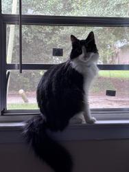 Reunited Male Cat last seen Crowder road, Tallahassee, FL 32303