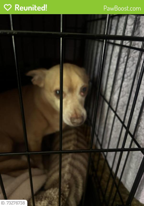 Reunited Male Dog last seen Country Club Dr & Pamalee Dr, Fayetteville, NC 28311, USA, Fayetteville, NC 28311