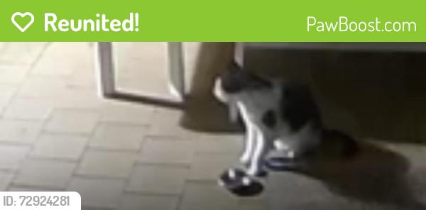 Reunited Unknown Cat last seen Mills Park, Asquith, NSW 2077