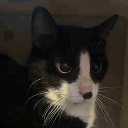 Shelter Stray Male Cat last seen , Animal Care & Control Team of Philly, 111 W Hunting Park Ave, Philadelphia, PA 19140, USA