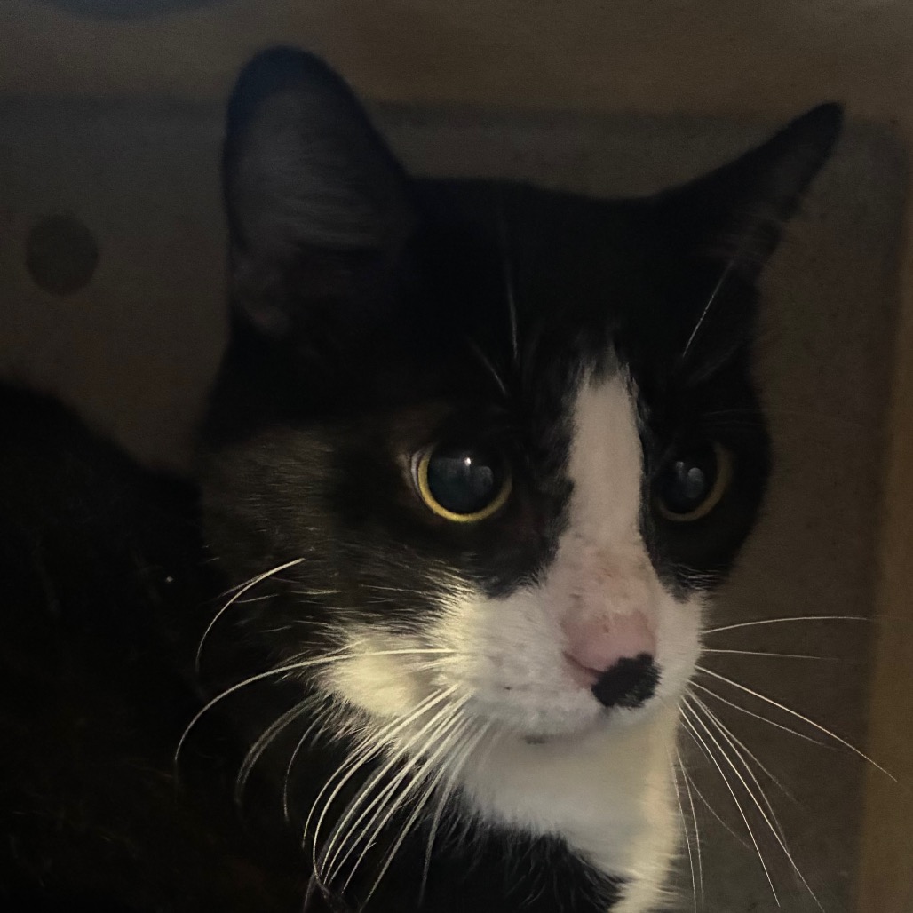 Shelter Stray Male Cat last seen , Animal Care & Control Team of Philly, 111 W Hunting Park Ave, Philadelphia, PA 19140, USA