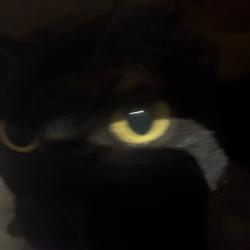 Shelter Stray Male Cat last seen , Animal Care & Control Team of Philly, 111 W Hunting Park Ave, Philadelphia, PA 19140, USA