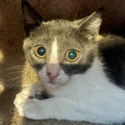Shelter Stray Male Cat last seen , Animal Care & Control Team of Philly, 111 W Hunting Park Ave, Philadelphia, PA 19140, USA