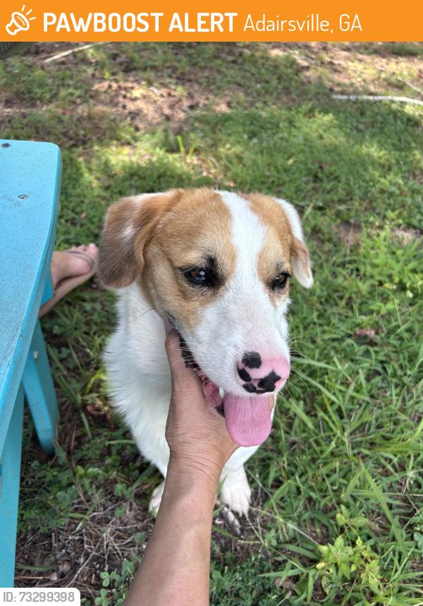 Found/Stray Male Dog last seen Hall Station at Lake Marguerite, Adairsville, GA 30103