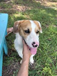 Found/Stray Male Dog last seen Hall Station at Lake Marguerite, Adairsville, GA 30103