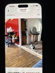 Lost Female Cat last seen Near Nassau road lumberton nj 08048, Lumberton Township, NJ 08048
