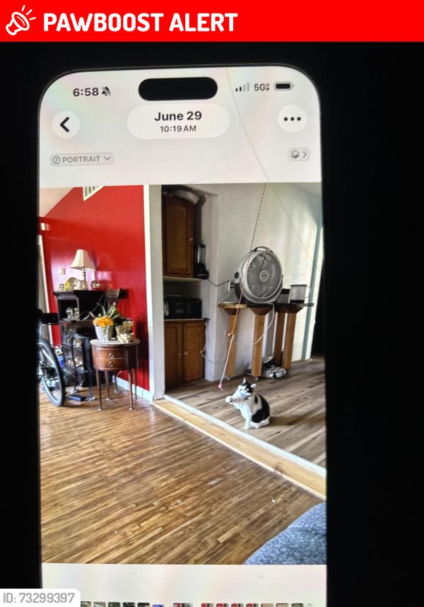 Lost Female Cat last seen Near Nassau road lumberton nj 08048, Lumberton Township, NJ 08048